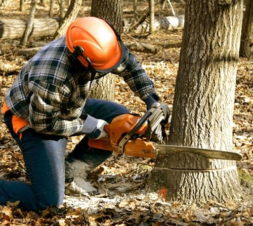 Tree Removal in Orcas, WA